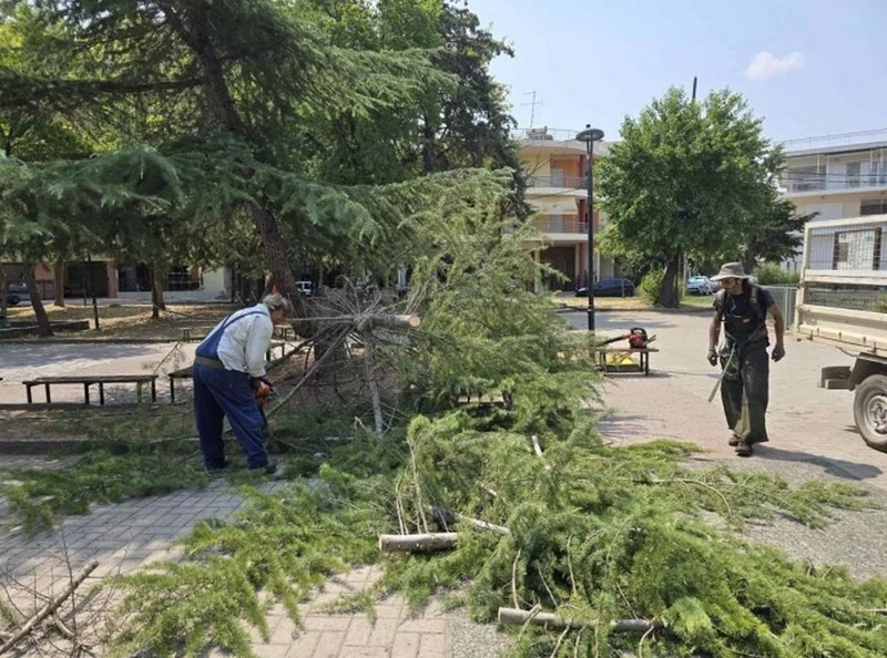 Απομάκρυνση επικίνδυνου δέντρου από πλατεία της Λάρισας - Εφιστά την προσοχή η Δ/νση Πρασίνου