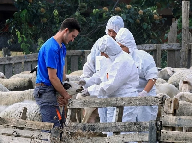 Η νομοθετική "πανώλη" των αιγοπροβάτων στην Ελλάδα - Ανοιχτή διαδικτυακή συζήτηση