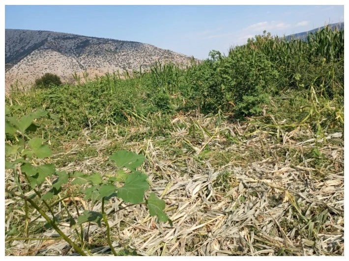 Τι θα γίνει επιτέλους με τα αγριογούρουνα; Απίστευτες εικόνες καταστροφής στη Θεσσαλία