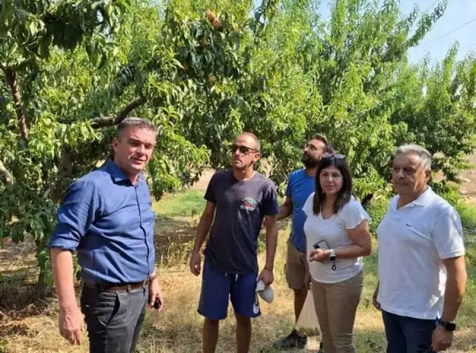 Πρωτοβουλίες της Περιφέρειας για την παραμόρφωση στα ροδάκινα - Νέα αυτοψία Τσέτσιλα (ΦΩΤΟ)