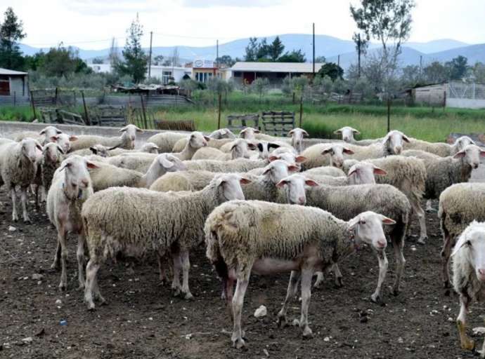 Πανώλη των αιγοπροβάτων: Εντοπίστηκαν κρούσματα σε μονάδες στο Αγρίνιο και στον Αστακό