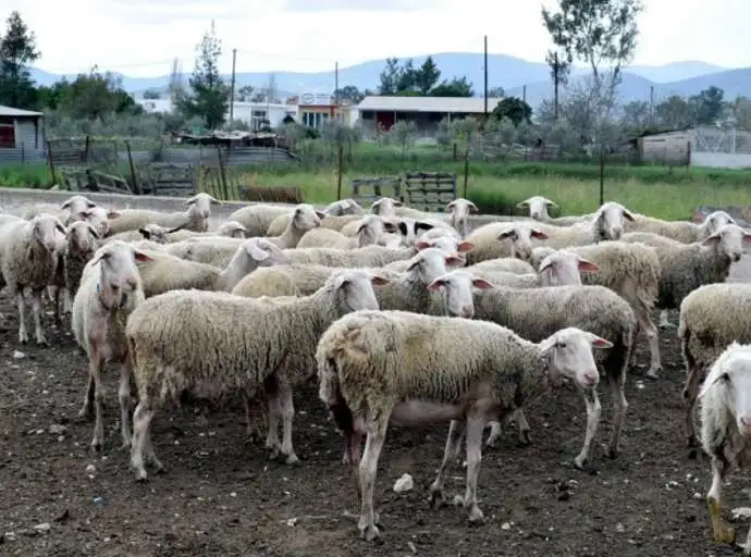 Πανώλη των αιγοπροβάτων: Εντοπίστηκαν κρούσματα σε μονάδες στο Αγρίνιο και στον Αστακό