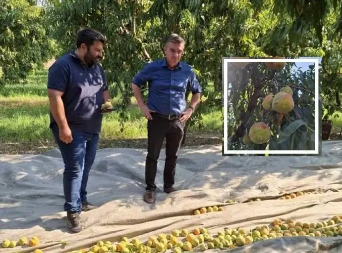 Παραμορφωμένα ροδάκινα και στη Λάρισα: "Συμπτωματολογία που δεν έχει εμφανιστεί πουθενά στον κόσμο"