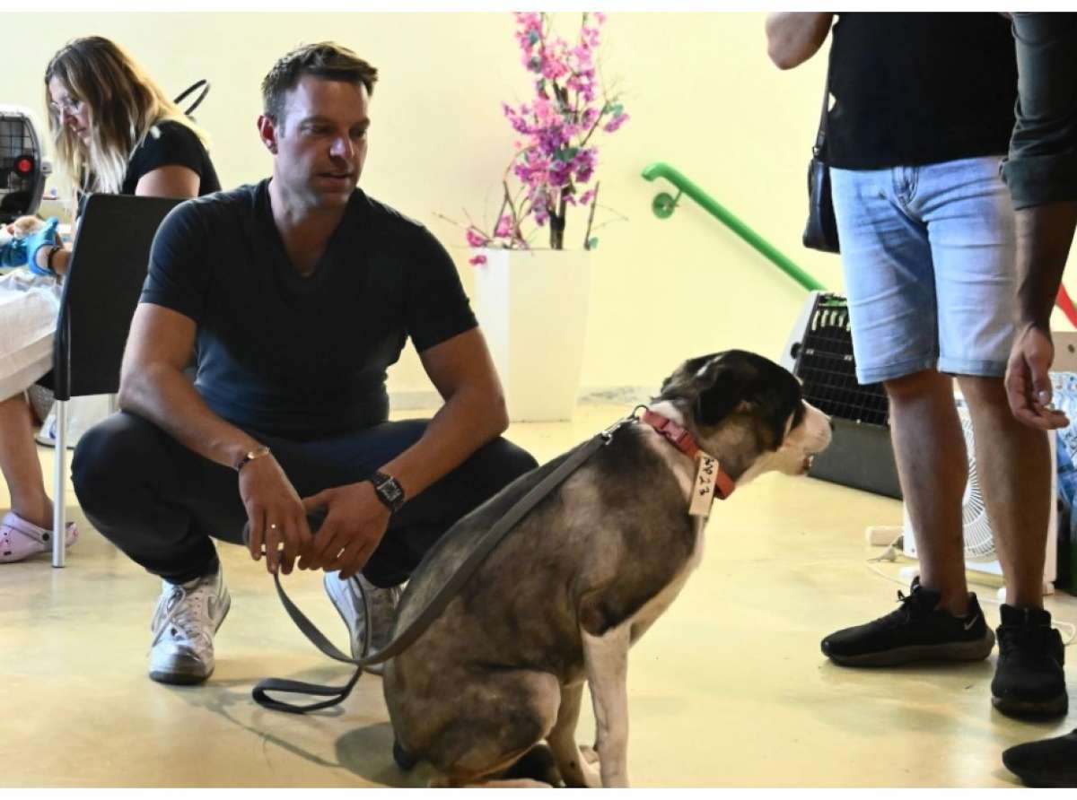 Τι λέει η Dog’s Voice για την φιλοξενία πυρόπληκτου σκύλου από τον Στέφανο Κασσελάκη