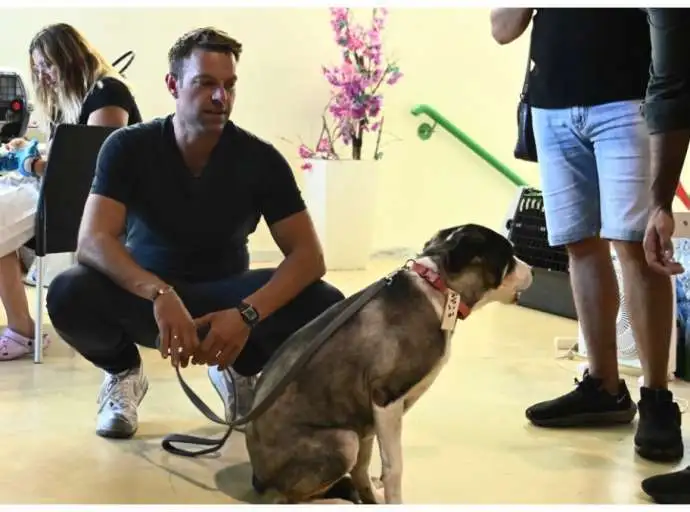 Τι λέει η Dog’s Voice για την φιλοξενία πυρόπληκτου σκύλου από τον Στέφανο Κασσελάκη
