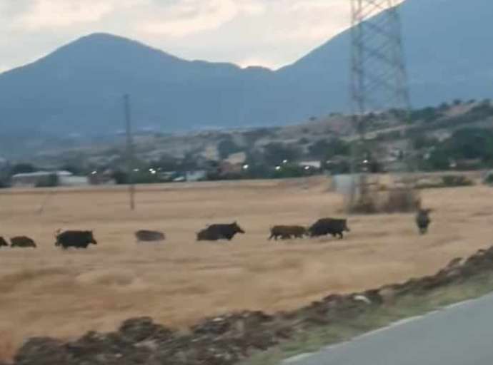 Απόγνωση!!! Αγέλες αγριογούρουνων με το φως της μέρας 100 μέτρα από χωριό της Ελασσόνας (ΦΩΤΟ)