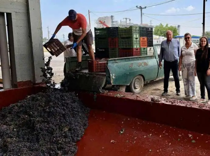Ξεκίνησε ο τρύγος στον Αγροτικό Οινοποιητικό Συνεταιρισμό Τυρνάβου