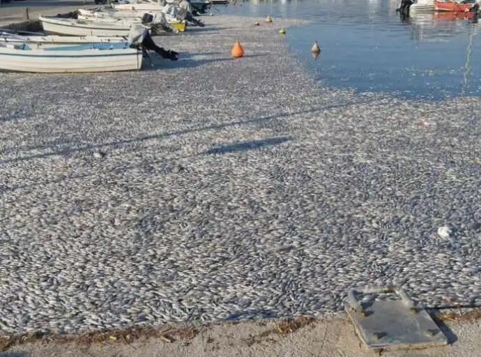 Προκαταρκτική έρευνα για τα νεκρά ψάρια διέταξε η Εισαγγελία Βόλου