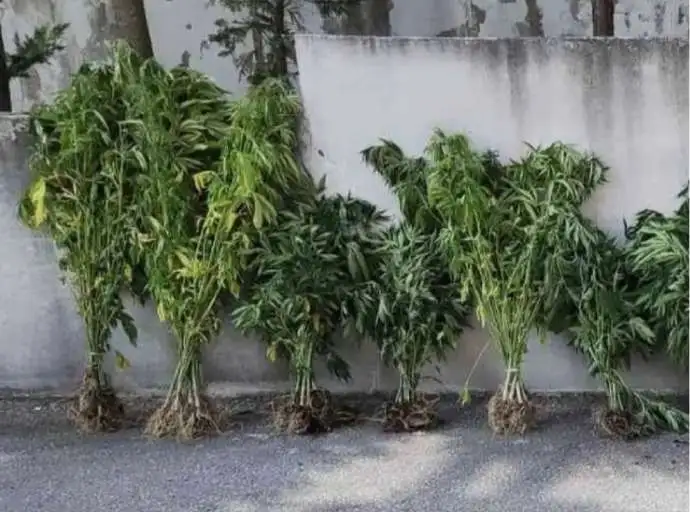Ξεριζώθηκαν δενδρύλλια κάνναβης σε περιοχή της Καρδίτσας