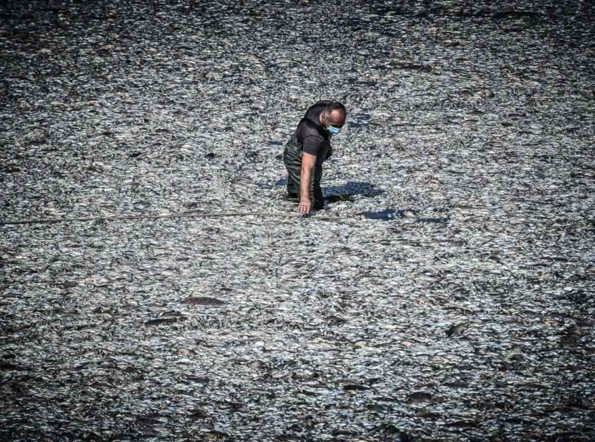 «Μπαλάκι» οι ευθύνες για τα νεκρά ψάρια – Ολοκληρώνεται η απομάκρυση