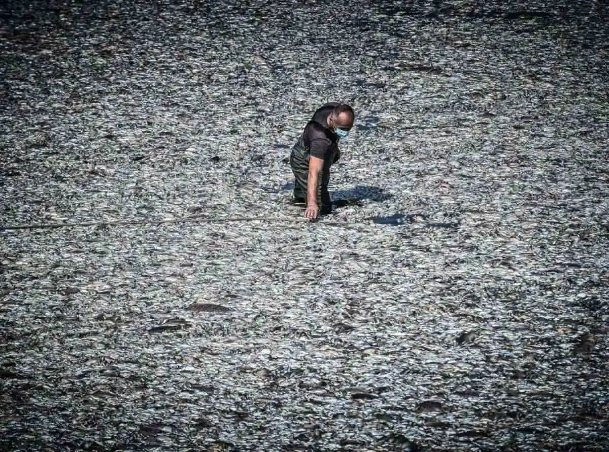 «Μπαλάκι» οι ευθύνες για τα νεκρά ψάρια – Ολοκληρώνεται η απομάκρυση