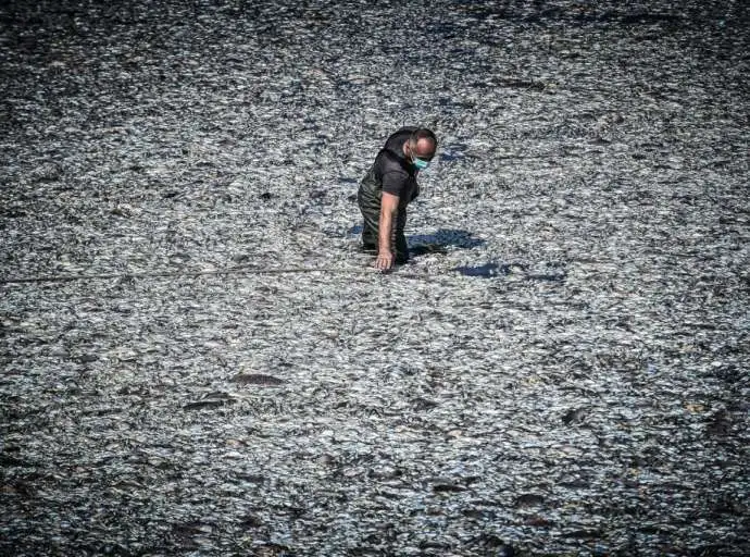 «Μπαλάκι» οι ευθύνες για τα νεκρά ψάρια – Ολοκληρώνεται η απομάκρυση