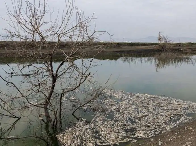 Κραυγή αγωνίας από οικολόγους για τα νεκρά ψάρια στον Παγασητικό
