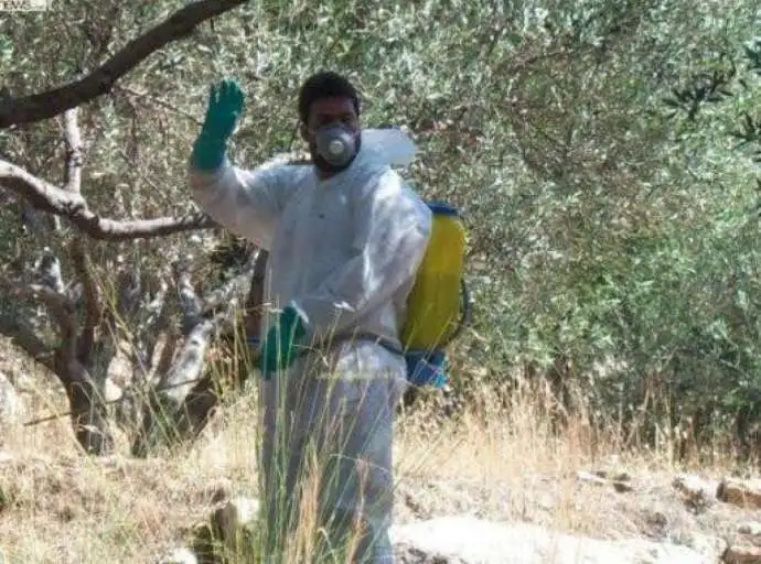 Περιφέρεια | Διακοπή δακοκτονίας σε ελαιοπερίβολα λόγω βροχής