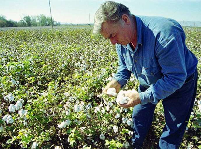7ο Δελτίο ολοκληρωμένης φυτοπροστασίας στη βαμβακοκαλλιέργεια της ΠΕ Λάρισας