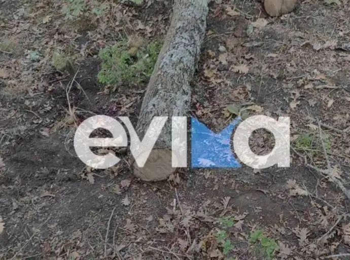 Εργατικό δυστύχημα στην Εύβοια: Νεκρός δασεργάτης που τον καταπλάκωσε δέντρο