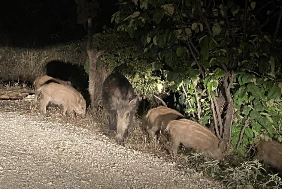 Επιδρομές αγριογούρουνων προκαλούν ζημιές στοv Δ.Κιλελέρ