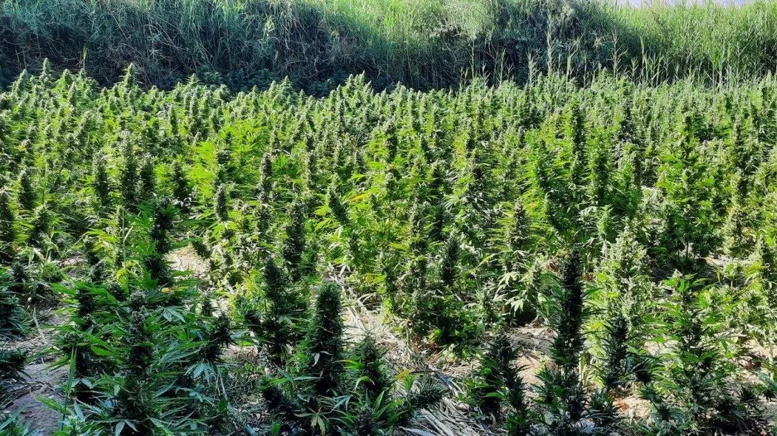 Μεγάλη χασισοφυτεία στη Λάρισα - Πάνω από 5.000 δενδρύλλια