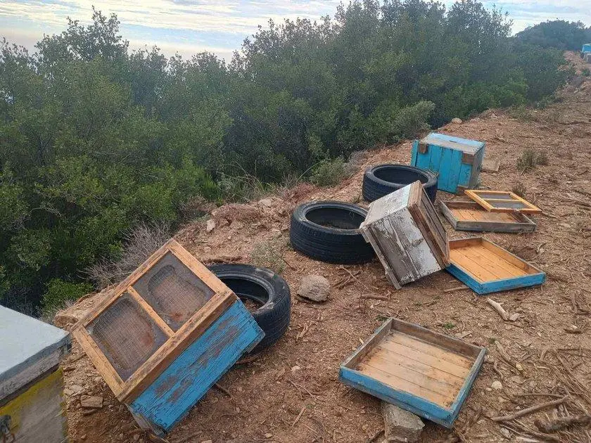 Νέες καταστροφές από αρκούδα σε κυψέλες στον Κίσσαβο (ΦΩΤΟ)