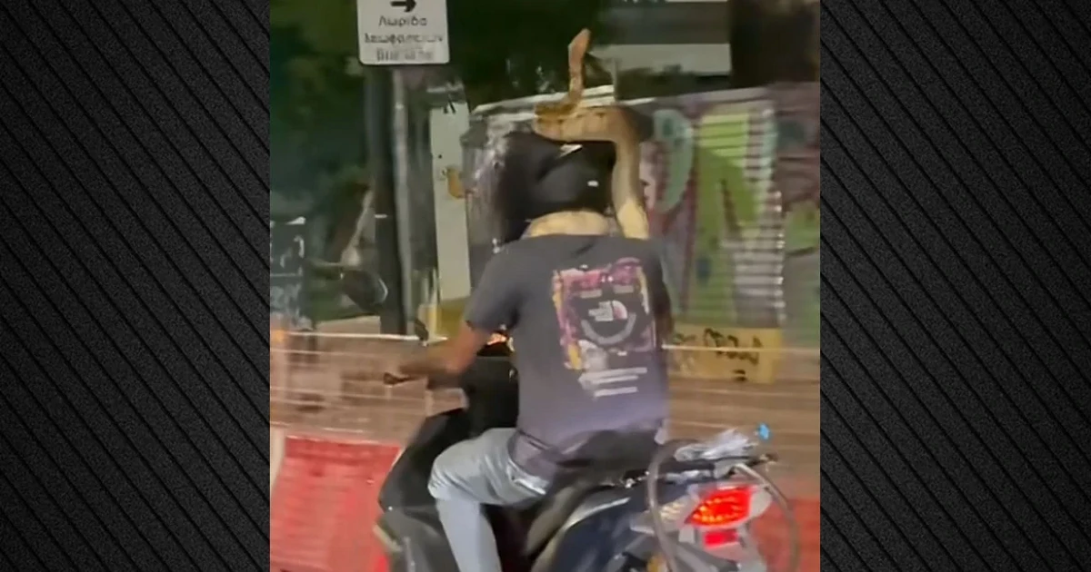 Viral βίντεο σε δρόμο της Αθήνας: Οδηγός μηχανής κυκλοφορεί με τεράστιο φίδι τυλιγμένο στον λαιμό του