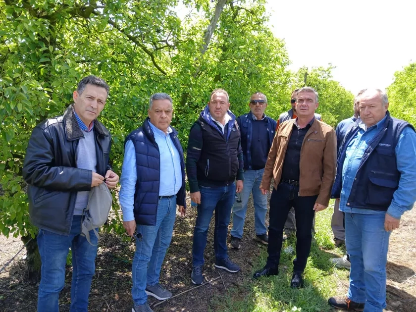 Συναγερμός στον Τύρναβο για την καρπόπτωση στα αχλάδια (ΦΩΤΟ)