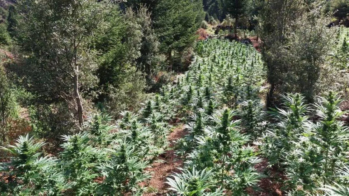 Η μεγαλύτερη χασισοφυτεία που εντοπίστηκε ποτέ στο Ν.Λάρισας (ΦΩΤΟ)