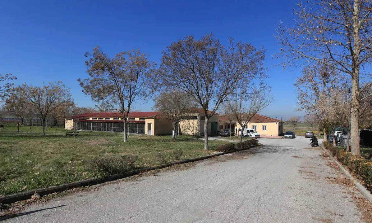 Μαζικές στειρώσεις γατών από Δευτέρα στον Δήμο Λαρισαίων