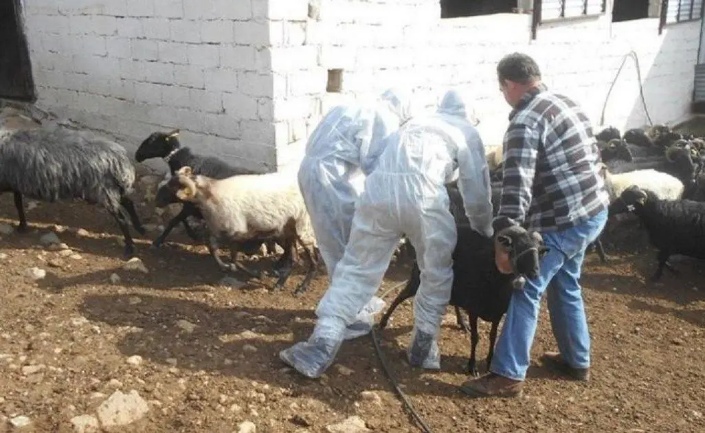 Ολοκληρωτική καταστροφή!!! Φαρσαλινός κτηνοτρόφος έχασε πάνω από 800 ζώα...