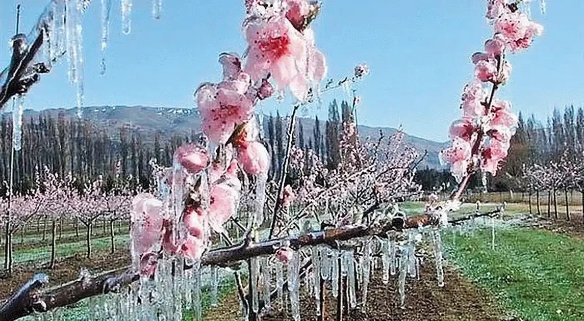 Παλλαρισαϊκός ξεσηκωμός στο Συκούριο για την επιβίωση του αμυγδάλου