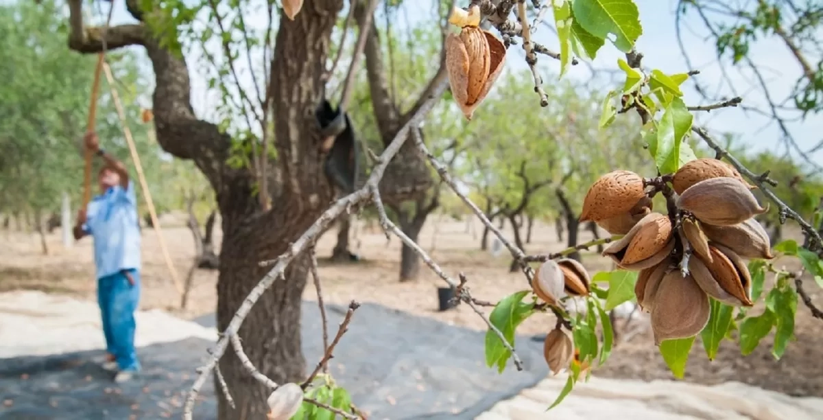 Πανστρατιά για τη σωτηρία του αμυγδάλου και έκτακτη σύσκεψη απόψε στο Συκούριο
