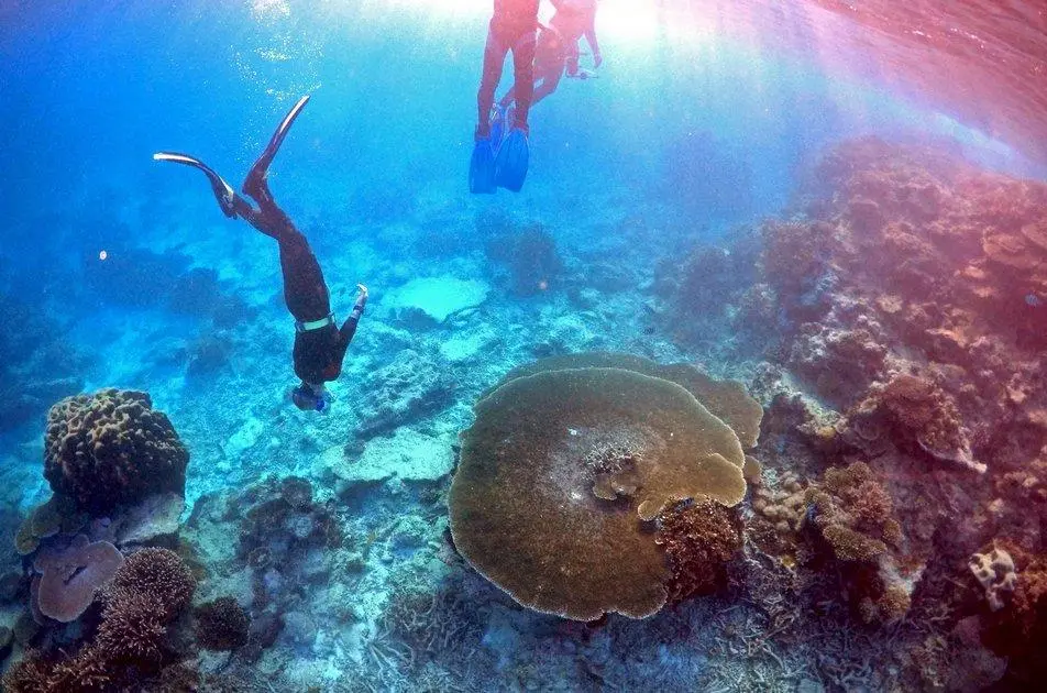 Τι προκαλεί το τσίμπημα της θαλάσσιας ανεμώνης - Πώς θα προστατευτείτε