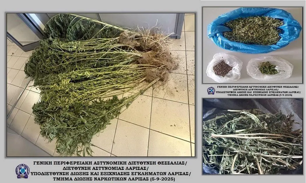 Συνεργείο... κάνναβης σε περιοχή του Δ.Τεμπών (ΦΩΤΟ)