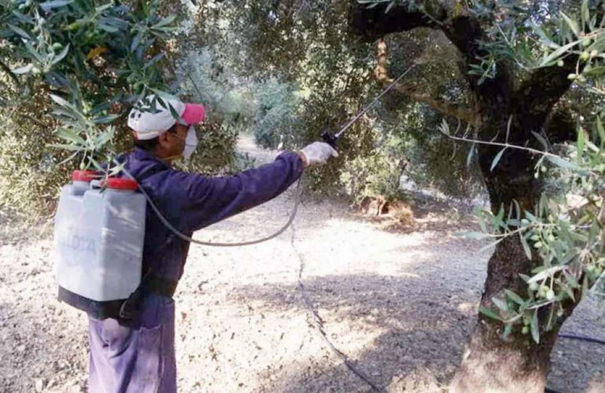 Δολωματικός ψεκασμός για τον δάκο της ελιάς στους Δήμους Τυρνάβου, Ελασσόνας και Τεμπών
