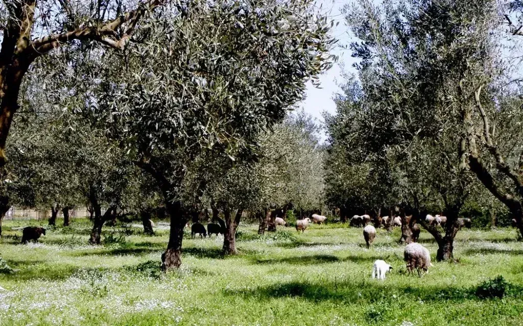 Ελαιοπαραγωγός από τη Μελιβοία καταγγέλλει ότι του έκλεψαν από το κτήμα 2 τόνους ελιές!!!