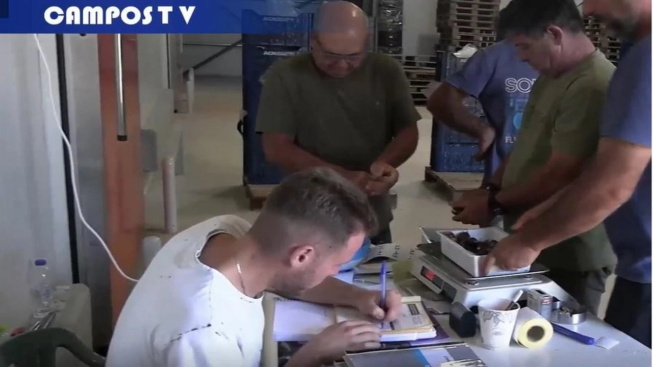 Το κάστανο δίνει ζωή στη Μελιβοία!!! Αυτοψία με την κάμερα του CamposNews (VIDEO)