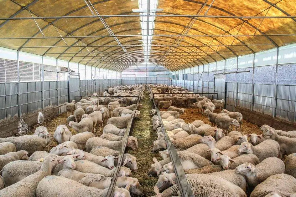 Έντονες αντιδράσεις Θεσσαλών κτηνοτρόφων για την απαγόρευση μετακίνησης ζώων και τις χαμηλές αποζημιώσεις