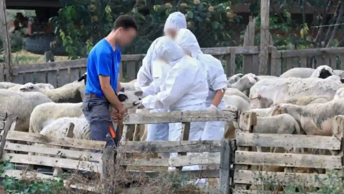 Ξεκίνησαν συλλήψεις για παραβίαση των μέτρων βιοασφάλειας για την ευλογιά