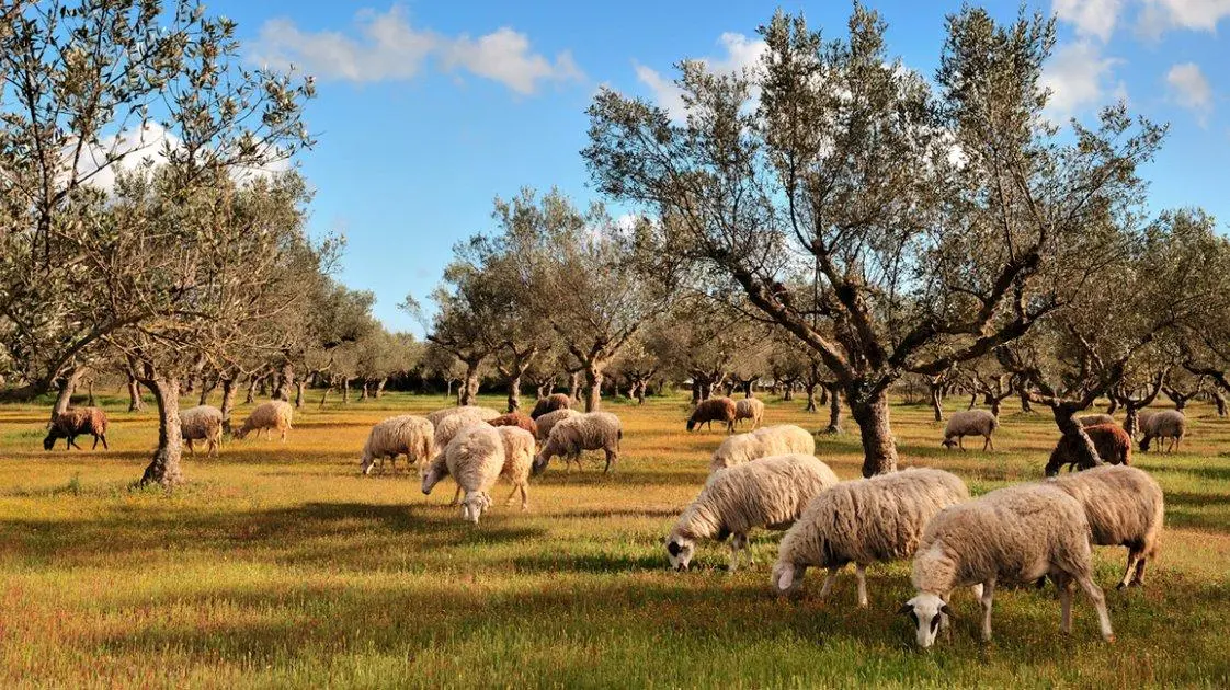 Σύλληψη για κατοχή 46 αιγοπροβάτων κατά παράβαση των ληφθέντων μέτρων