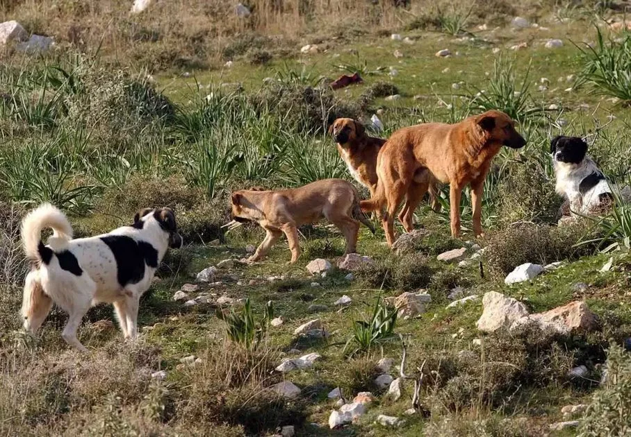 Νεκρά αδέσποτα στη Χαρά Λάρισας μετά από ρίψη δηλητηριασμένου ψωμιού