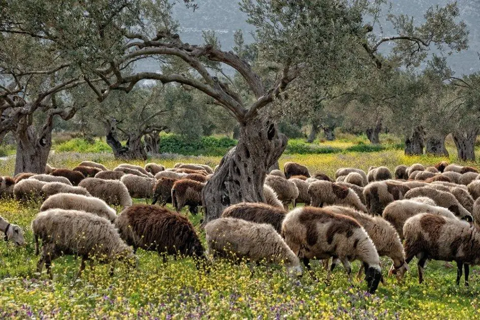 Σε εξέλιξη η έρευνα για τη βιοασφάλεια στη Θεσσαλία – Αρχίζουν οι αποζημιώσεις 