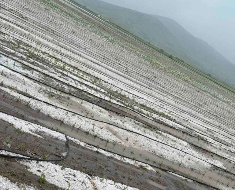 Χαλάζι και δυνατή βροχή προκάλεσε νέες ζημιές στις καλλιέργειες του ν.Λάρισας (ΦΩΤΟ)