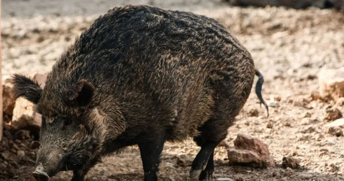 Πέθανε 37χρονος που είχε τραυματιστεί σε τροχαίο με αγριογούρουνο