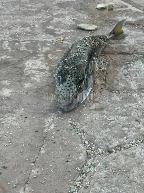 lagokefalos kriti 50 2