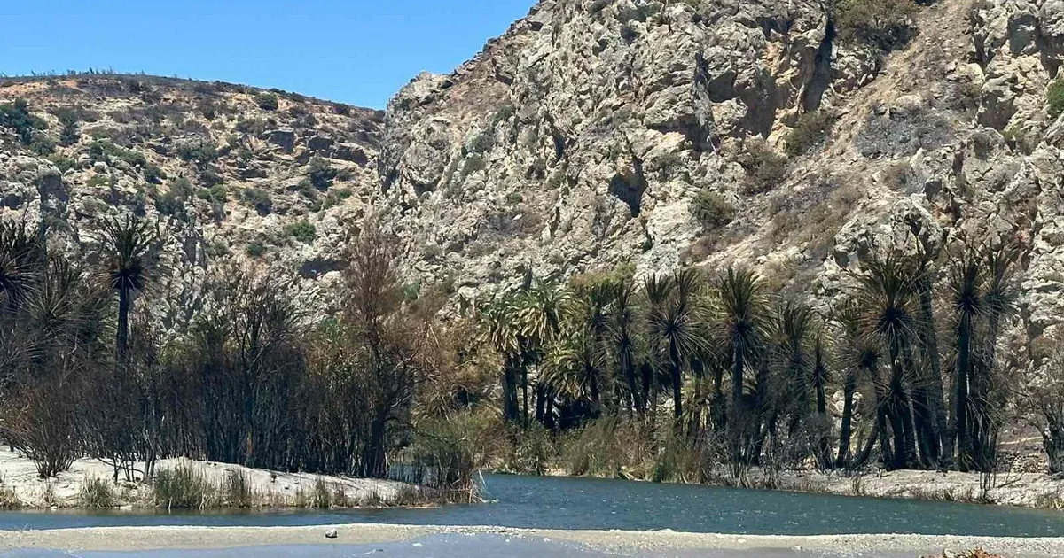 Αυτοψία  στο φοινικόδασος της Πρέβελης: «Γλιτώσαμε τα χειρότερα»