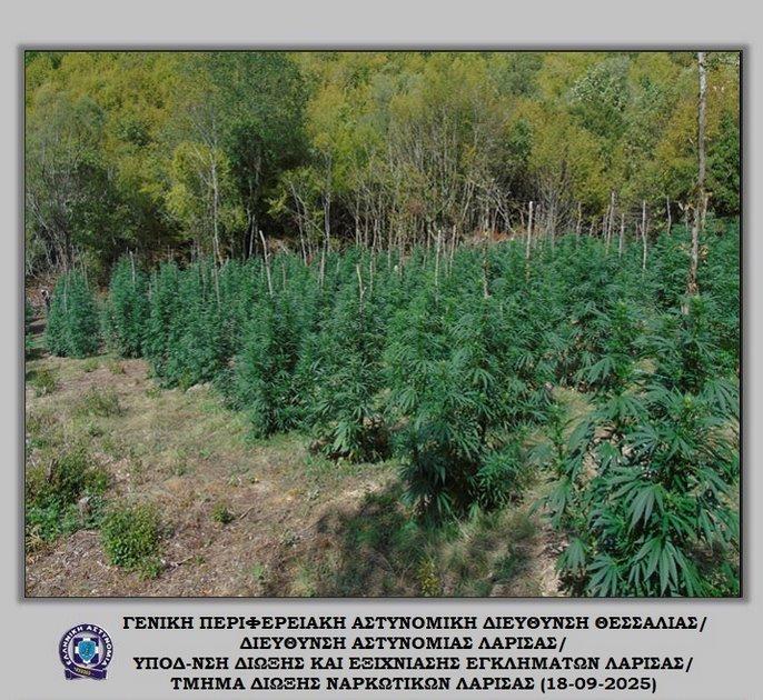 Η ΕΛΑΣ για την χασισοφυτεία - μαμούθ που βρέθηκε στην Καρυά (ΒΙΝΤΕΟ &amp; ΦΩΤΟ)
