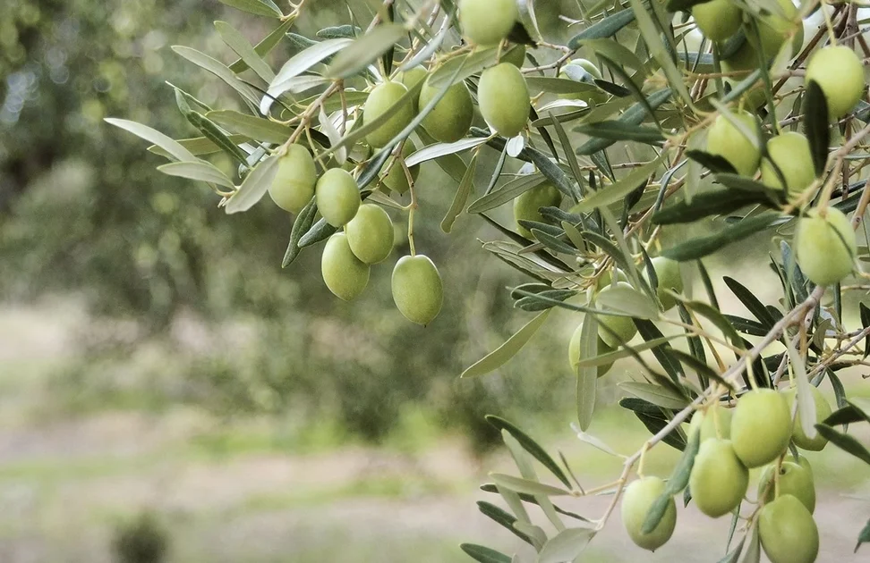Προσλήψεις συμβασιούχων για τις ελαιοκομικές περιοχές από την Περιφέρεια