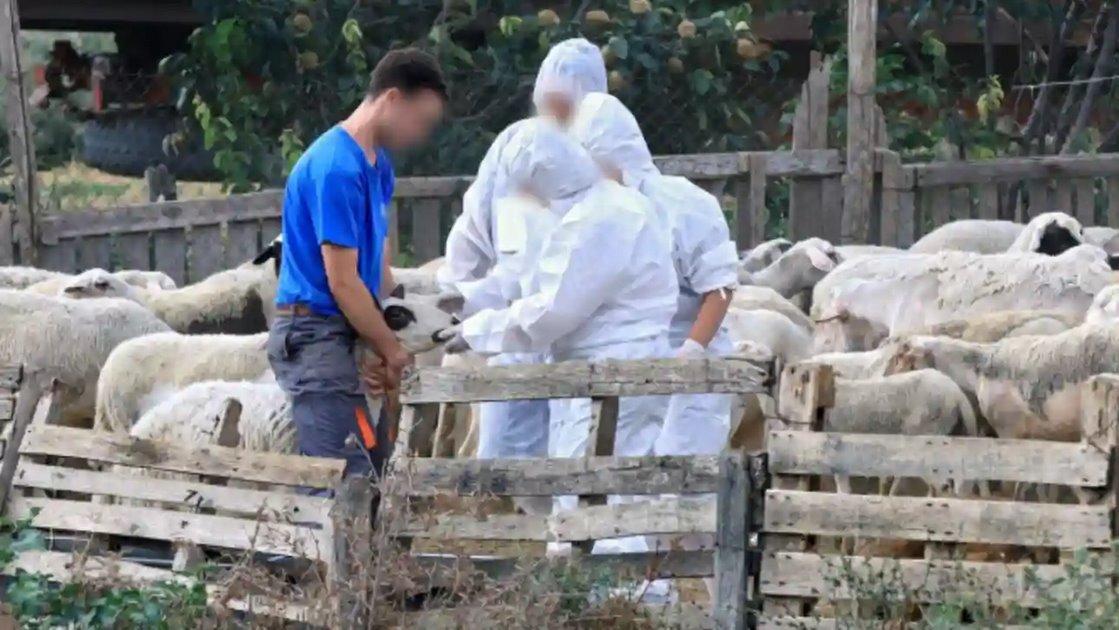 Aπολυμάνσεις σε 17 σημεία ελέγχου για την ευλογιά των αιγοπροβάτων