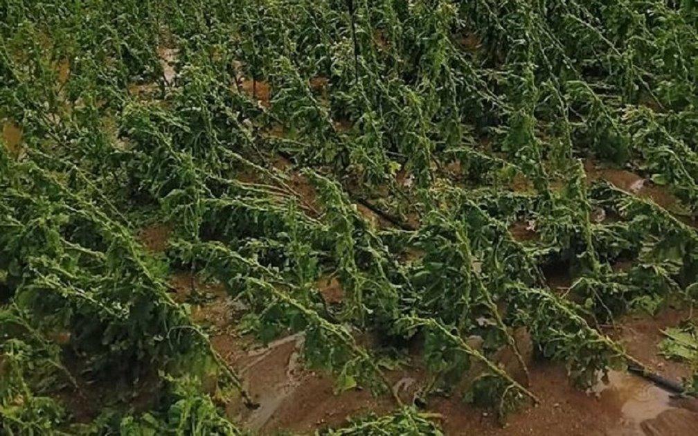 Ολική καταστροφή σε καλλιέργειες στη Θεσσαλία 