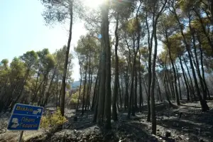 7050332-980x653_original